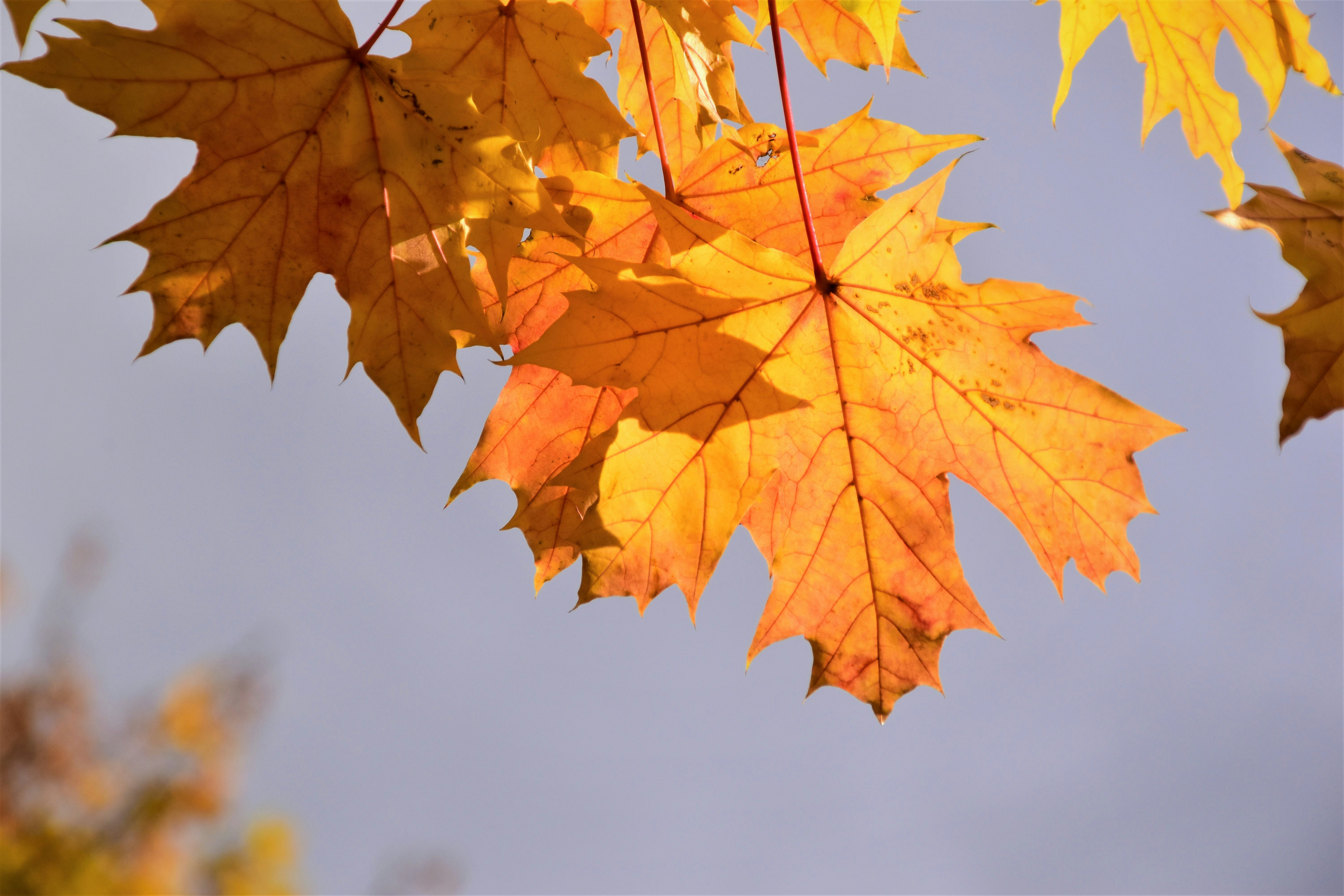 Mountains turning color in autumn light